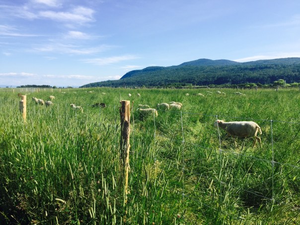 FullSizeRender - copie